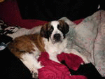 untitledcujo3.gif